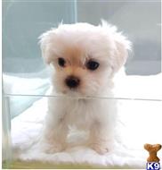 maltese puppy posted by NEW PUPPIES